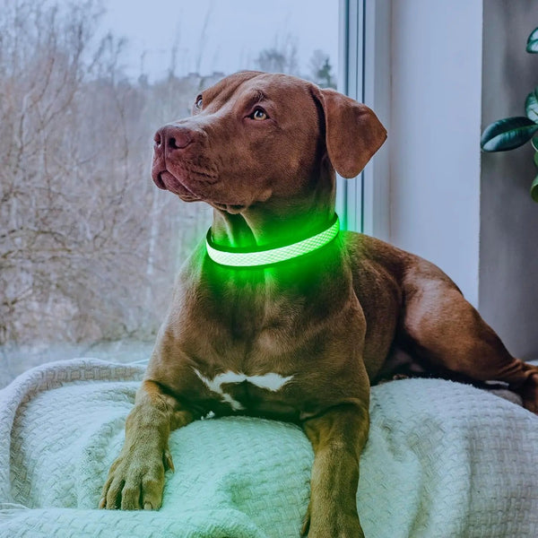 LED Dog Collar USB Rechargeable